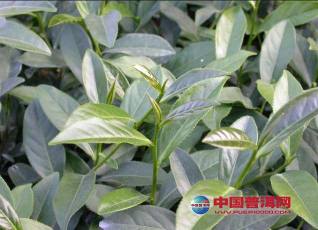 普洱茶