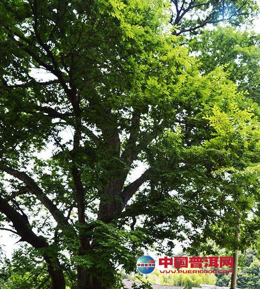 普洱茶