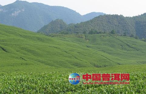 普洱茶