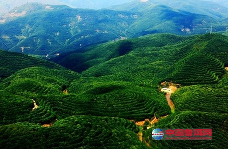 普洱茶