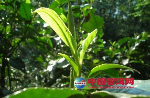 <u><a href='http://www.puer10000.com/puerzhishi/32854.html' target='_blank'>普洱<u><a href='http://www.puer10000.com/puerzhishi/100997.html' target='_blank'>茶</a></u></a></u>