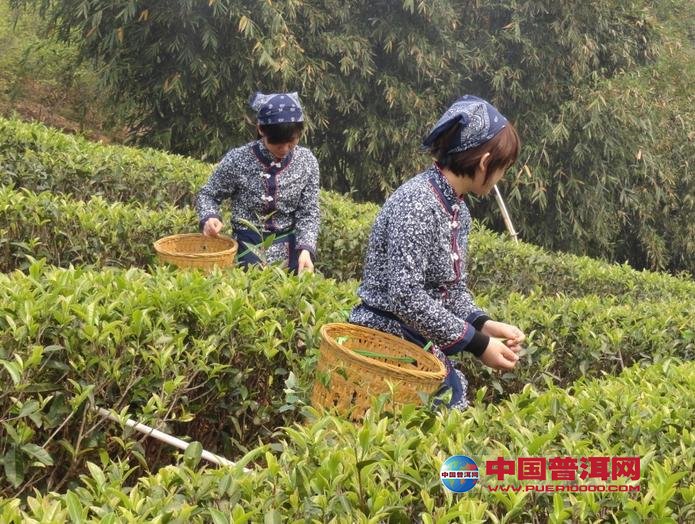 普洱茶
