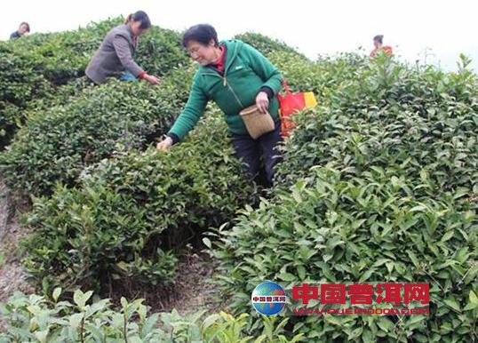 普洱茶