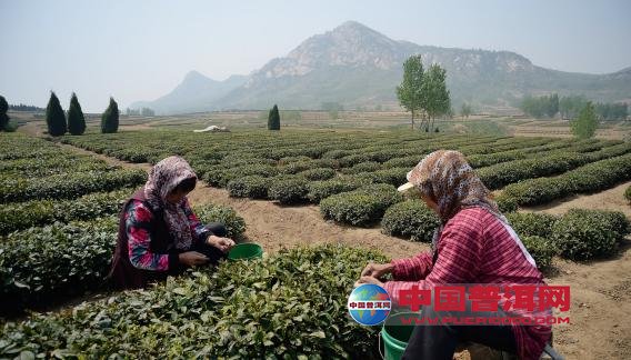 普洱茶