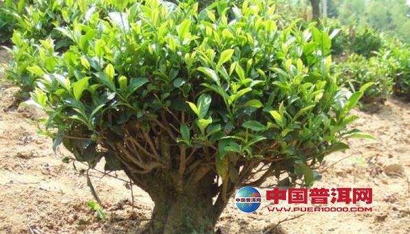 <u><a href='http://www.puer10000.com/puerzhishi/32854.html' target='_blank'>ն<u><a href='http://www.puer10000.com/puerzhishi/100997.html' target='_blank'></a></u></a></u>