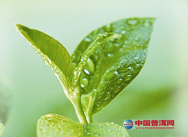 <u><a href='http://www.puer10000.com/puerzhishi/32854.html' target='_blank'>ն<u><a href='http://www.puer10000.com/puerzhishi/100997.html' target='_blank'></a></u></a></u>