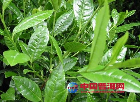 <u><a href='http://www.puer10000.com/puerzhishi/32854.html' target='_blank'>ն<u><a href='http://www.puer10000.com/puerzhishi/100997.html' target='_blank'></a></u></a></u>
