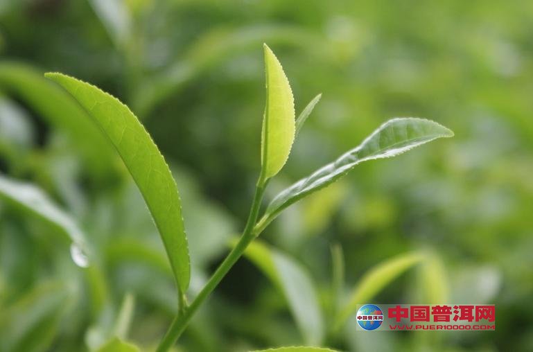 <u><a href='http://www.puer10000.com/puerzhishi/32854.html' target='_blank'>ն<u><a href='http://www.puer10000.com/puerzhishi/100997.html' target='_blank'></a></u></a></u>