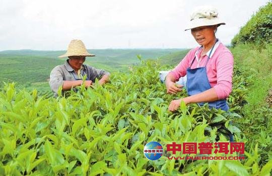 普洱茶
