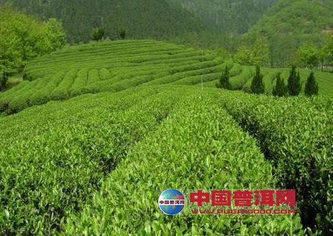 <u><a href='http://www.puer10000.com/puerzhishi/32854.html' target='_blank'>ն<u><a href='http://www.puer10000.com/puerzhishi/100997.html' target='_blank'></a></u></a></u>