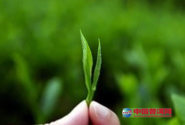 <u><a href='http://www.puer10000.com/puerzhishi/32854.html' target='_blank'>ն<u><a href='http://www.puer10000.com/puerzhishi/100997.html' target='_blank'></a></u></a></u>