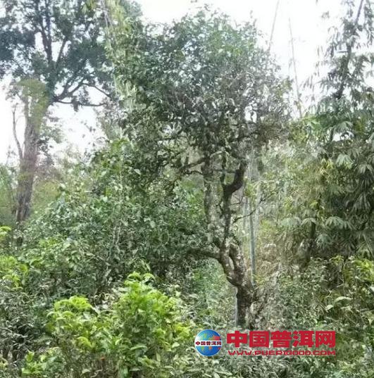 普洱茶