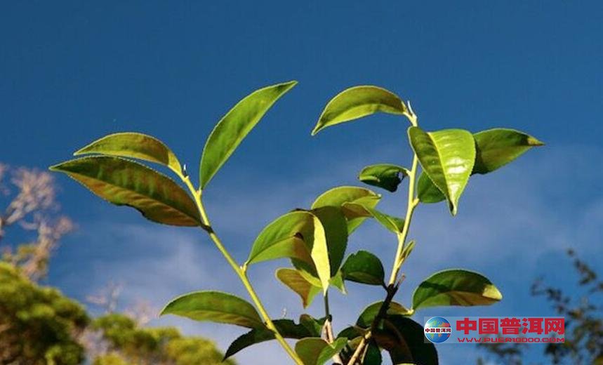 <u><a href='http://www.puer10000.com/puerzhishi/32854.html' target='_blank'>ն<u><a href='http://www.puer10000.com/puerzhishi/100997.html' target='_blank'></a></u></a></u>