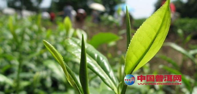 <u><a href='http://www.puer10000.com/puerzhishi/32854.html' target='_blank'>ն<u><a href='http://www.puer10000.com/puerzhishi/100997.html' target='_blank'></a></u></a></u>