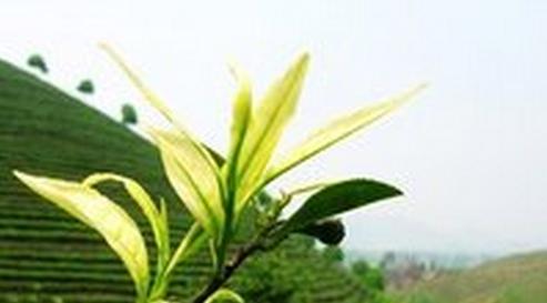 <u><a href='http://www.puer10000.com/puerzhishi/32854.html' target='_blank'>ն<u><a href='http://www.puer10000.com/puerzhishi/100997.html' target='_blank'></a></u></a></u>