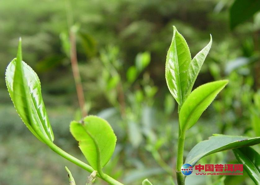 <u><a href='http://www.puer10000.com/puerzhishi/32854.html' target='_blank'>ն<u><a href='http://www.puer10000.com/puerzhishi/100997.html' target='_blank'></a></u></a></u>