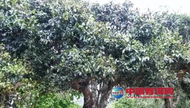 <u><a href='http://www.puer10000.com/puerzhishi/32854.html' target='_blank'>ն<u><a href='http://www.puer10000.com/puerzhishi/100997.html' target='_blank'></a></u></a></u>