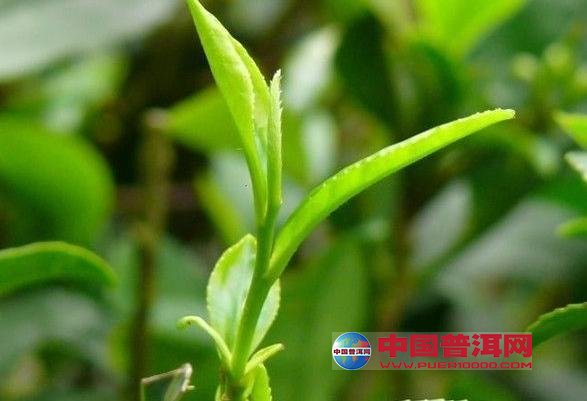 <u><a href='http://www.puer10000.com/puerzhishi/32854.html' target='_blank'>ն<u><a href='http://www.puer10000.com/puerzhishi/100997.html' target='_blank'></a></u></a></u>