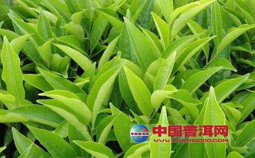 <u><a href='http://www.puer10000.com/puerzhishi/32854.html' target='_blank'>ն<u><a href='http://www.puer10000.com/puerzhishi/100997.html' target='_blank'></a></u></a></u>
