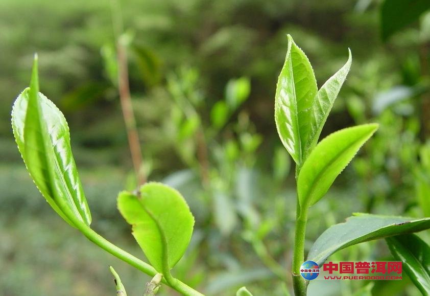 <u><a href='http://www.puer10000.com/puerzhishi/32854.html' target='_blank'>ն<u><a href='http://www.puer10000.com/puerzhishi/100997.html' target='_blank'></a></u></a></u>