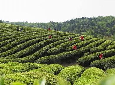 普洱茶