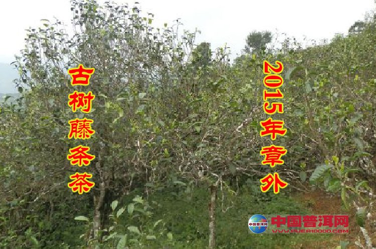 普洱茶