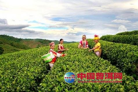 普洱茶