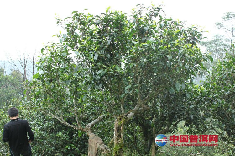 普洱茶