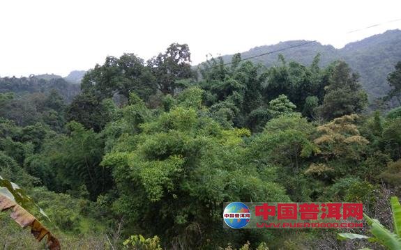 <u><a href='http://www.puer10000.com/puerzhishi/32854.html' target='_blank'>ն<u><a href='http://www.puer10000.com/puerzhishi/100997.html' target='_blank'></a></u></a></u>