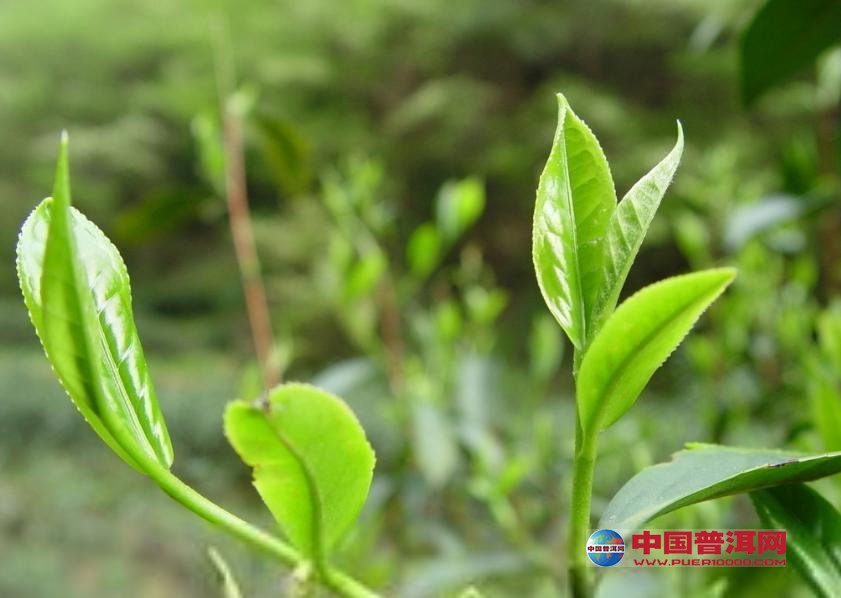 <u><a href='http://www.puer10000.com/puerzhishi/32854.html' target='_blank'>ն<u><a href='http://www.puer10000.com/puerzhishi/100997.html' target='_blank'></a></u></a></u>