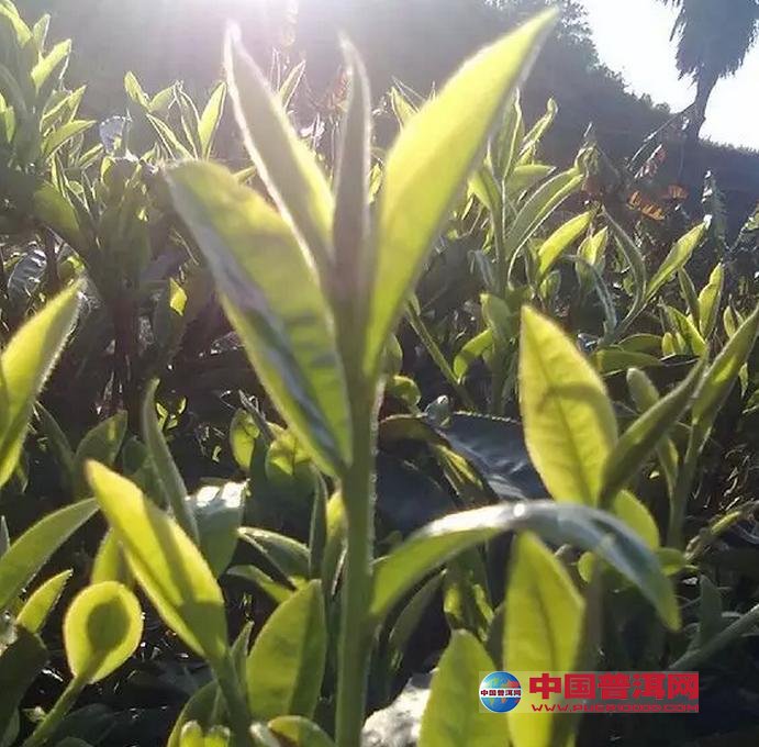 <u><a href='http://www.puer10000.com/puerzhishi/32854.html' target='_blank'>ն<u><a href='http://www.puer10000.com/puerzhishi/100997.html' target='_blank'></a></u></a></u>