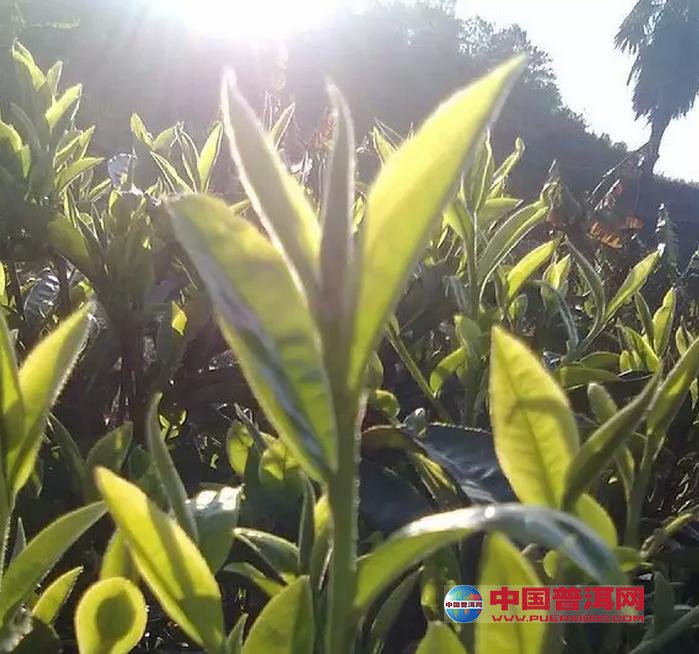 <u><a href='http://www.puer10000.com/puerzhishi/32854.html' target='_blank'>ն<u><a href='http://www.puer10000.com/puerzhishi/100997.html' target='_blank'></a></u></a></u>