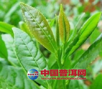<u><a href='http://www.puer10000.com/puerzhishi/32854.html' target='_blank'>ն<u><a href='http://www.puer10000.com/puerzhishi/100997.html' target='_blank'></a></u></a></u>