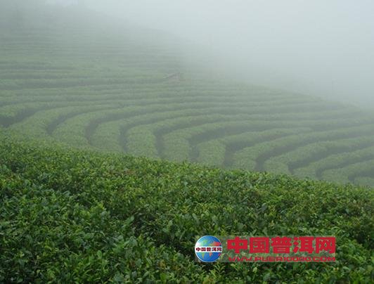<u><a href='http://www.puer10000.com/puerzhishi/32854.html' target='_blank'>ն<u><a href='http://www.puer10000.com/puerzhishi/100997.html' target='_blank'></a></u></a></u>