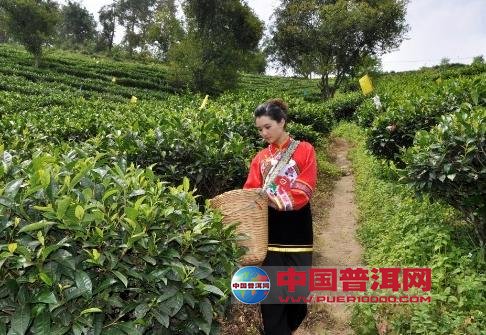 普洱茶