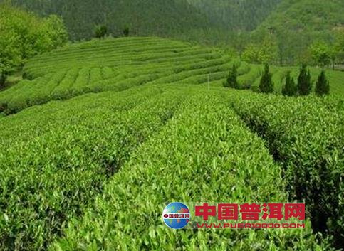 <u><a href='http://www.puer10000.com/puerzhishi/32854.html' target='_blank'>ն<u><a href='http://www.puer10000.com/puerzhishi/100997.html' target='_blank'></a></u></a></u>
