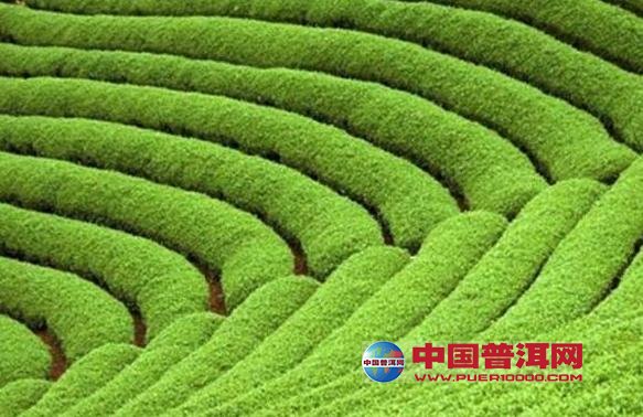 <u><a href='http://www.puer10000.com/puerzhishi/32854.html' target='_blank'>ն<u><a href='http://www.puer10000.com/puerzhishi/100997.html' target='_blank'></a></u></a></u>