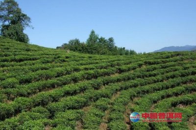 周宁：扶持茶产业 助农走富路