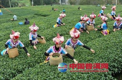 昭平：加快创建特色茶产业(核