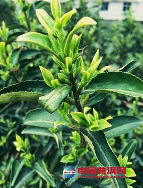 普洱茶