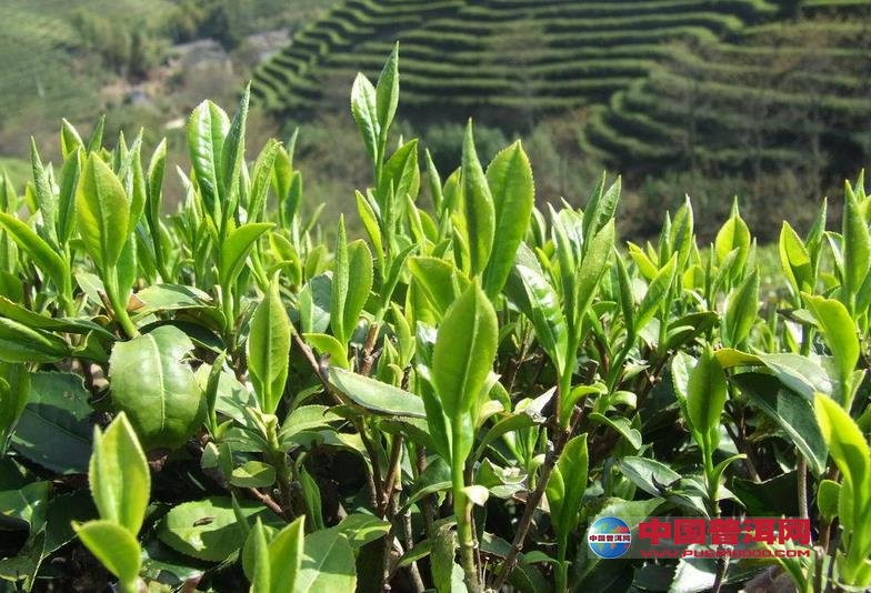 普洱茶
