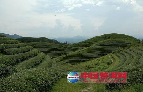普洱茶