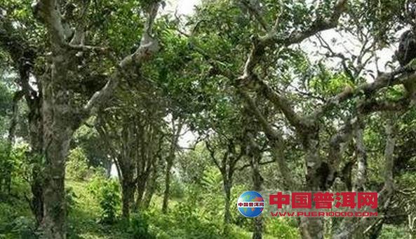 普洱茶