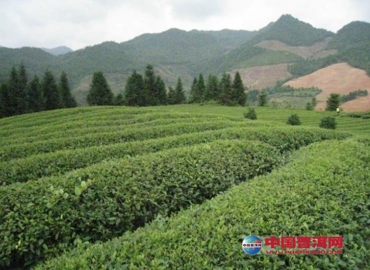 普洱茶