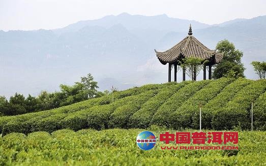 普洱茶