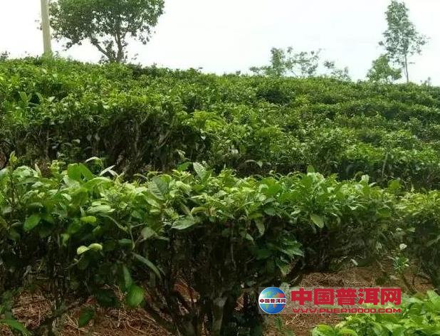 普洱茶