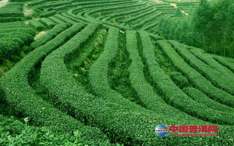 普洱茶