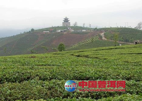 普洱茶