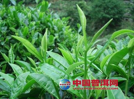 普洱茶