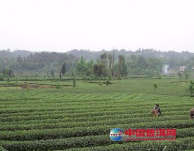 四川雅安茶产业发展提速